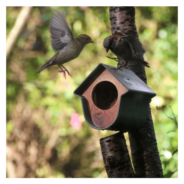 Vogels die pindakaas eten uit singingfried voederhuis Evie Marvy Green