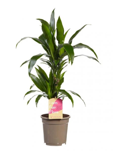 Dracaena Janet Craig