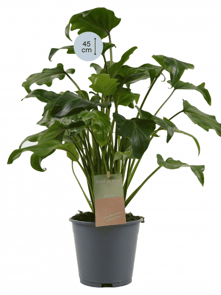 Plantinformatie Philodendron Xanadu Marvy Green