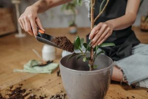 Marvy Green informatie over verzorgen van planten
