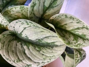 Scindapsus Epipremnum Pictus Trebie hangplant klimplant
