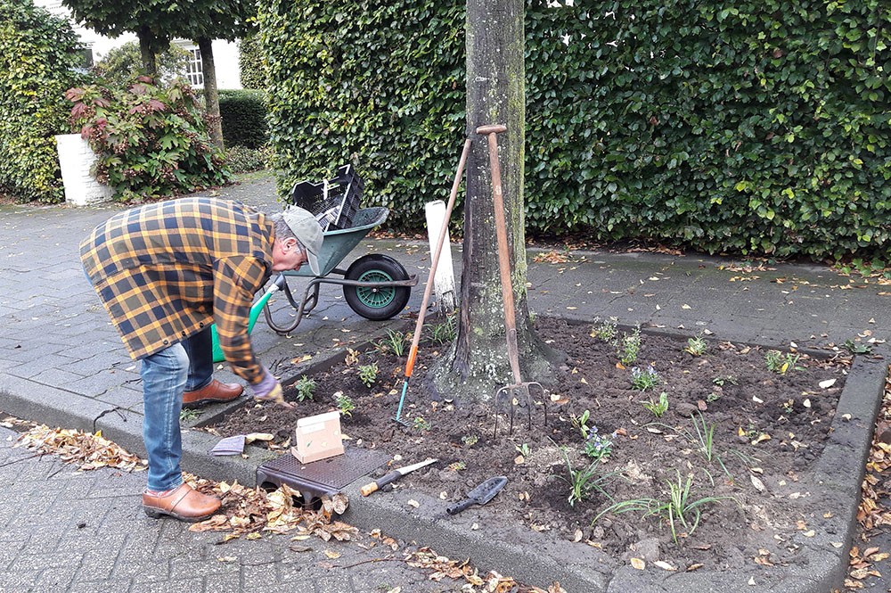 Boomspiegel beplanten