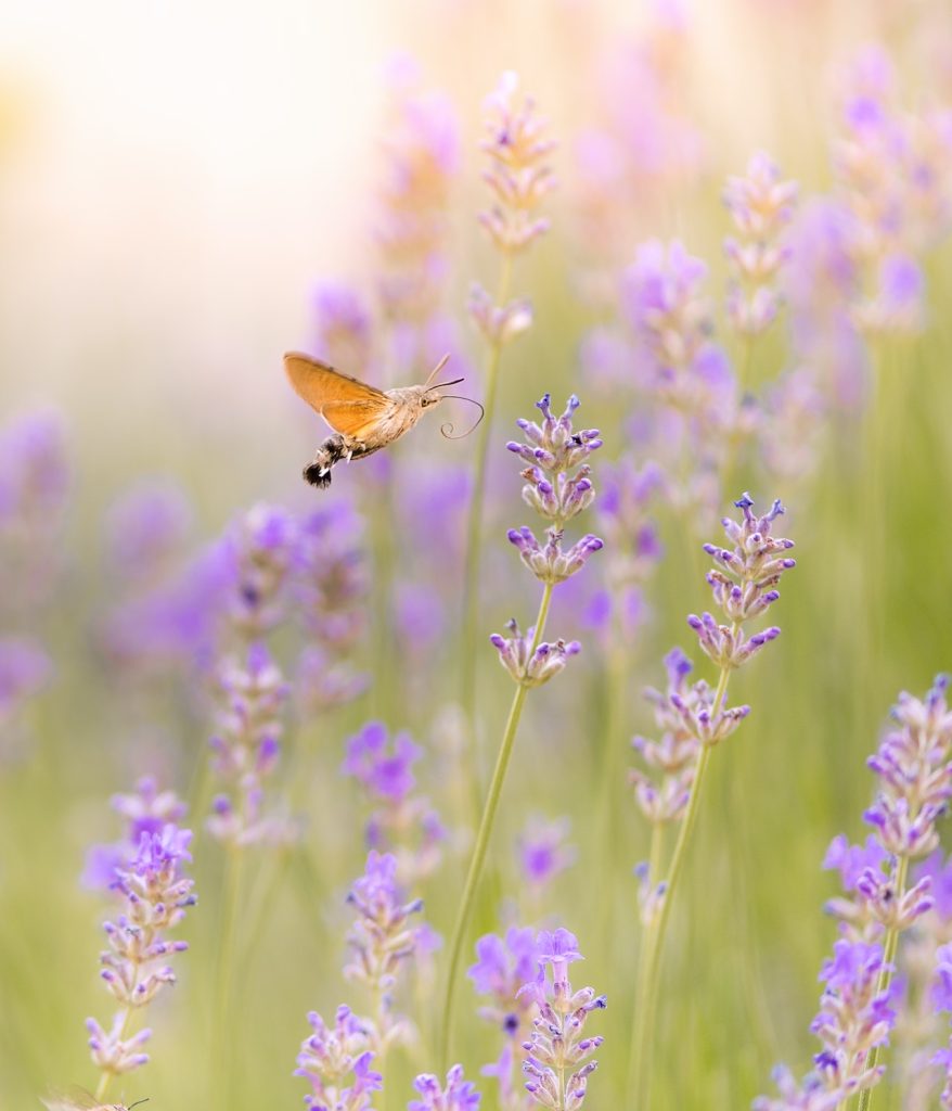 Foto met kolibrievlinder op waardplanten