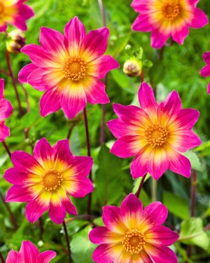 Bio Dahlia 'Bright Eyes' - Biologische roze gele open hartje Dahlia Bloemoloog