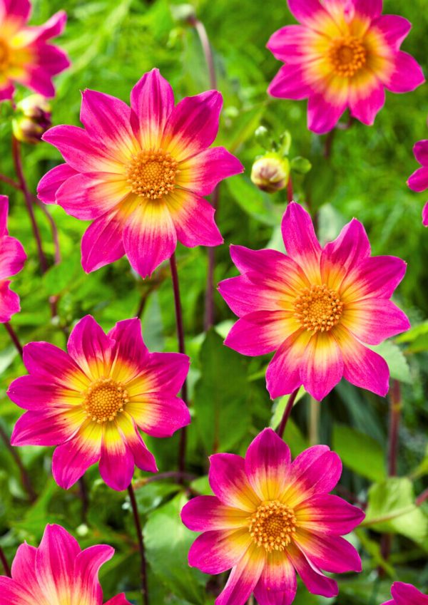 Bio Dahlia 'Bright Eyes' - Biologische roze gele open hartje Dahlia Bloemoloog