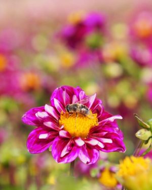 Bio Dahlia 'Impression Fantastico' - Biologische roze halskraagdahlia Bloemoloog