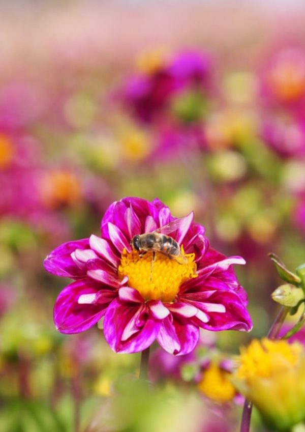 Bio Dahlia 'Impression Fantastico' - Biologische roze halskraagdahlia Bloemoloog