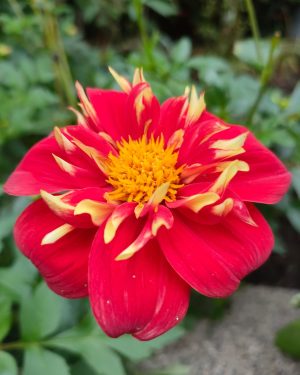 Bio Dahlia 'Impression Festivo' - Biologische rode halskraagdahlia met gele kraag Bloemoloog