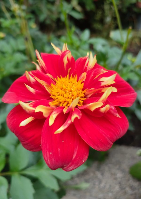 Bio Dahlia 'Impression Festivo' - Biologische rode halskraagdahlia met gele kraag Bloemoloog