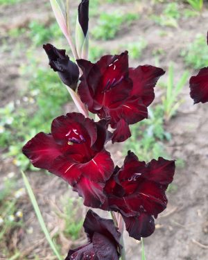 Bio Gladiolus 'Black Surprise' - biologische donkerrode gladiool Bloemoloog.nl