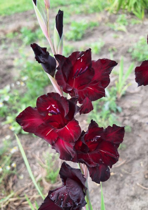 Bio Gladiolus 'Black Surprise' - biologische donkerrode gladiool Bloemoloog.nl