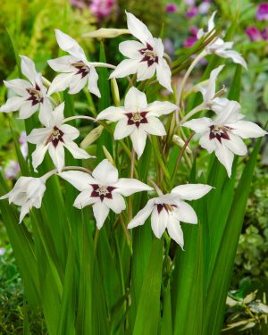 Bio Gladiolus 'Callianthus' syn. Acidenthera 'Murieliae' - biologische witte Abessijnse Gladiool Bloemoloog