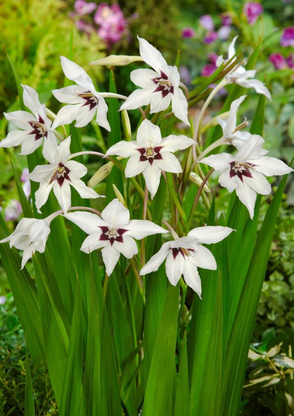 Bio Gladiolus 'Callianthus' syn. Acidenthera 'Murieliae' - biologische witte Abessijnse Gladiool Bloemoloog