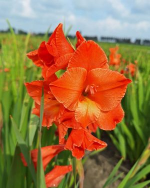 Bio Gladiolus 'Live Oak' biologische oranje gladiool Bloemoloog.nl