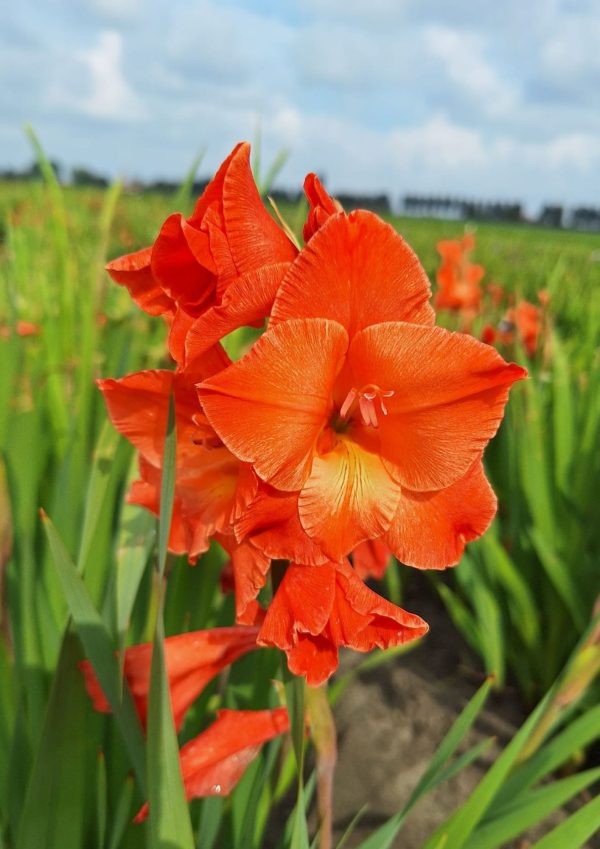 Bio Gladiolus 'Live Oak' biologische oranje gladiool Bloemoloog.nl