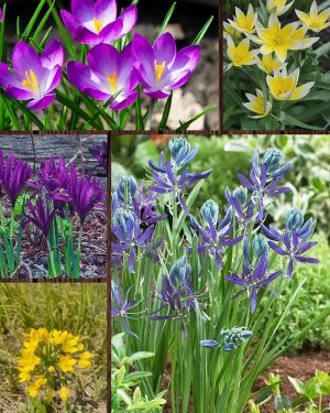 Bloemoloog verwilderingsbloembollenmix | Marvy Green.webp