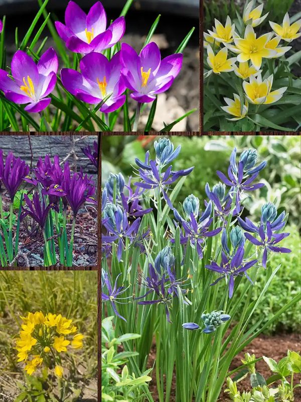 Bloemoloog verwilderingsbloembollenmix | Marvy Green.webp