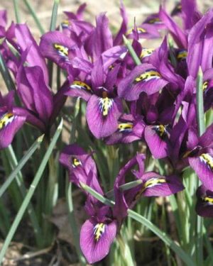 Bio Iris Reticulata 'J.S. Dijt' | 10 stuks | Bloemoloog