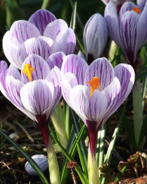 Bio Krokus 'King of the Striped'