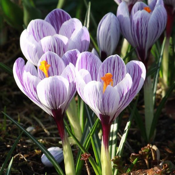 Bio Krokus 'King of the Striped'