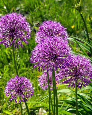 Bio Allium 'Purpe Sensation'