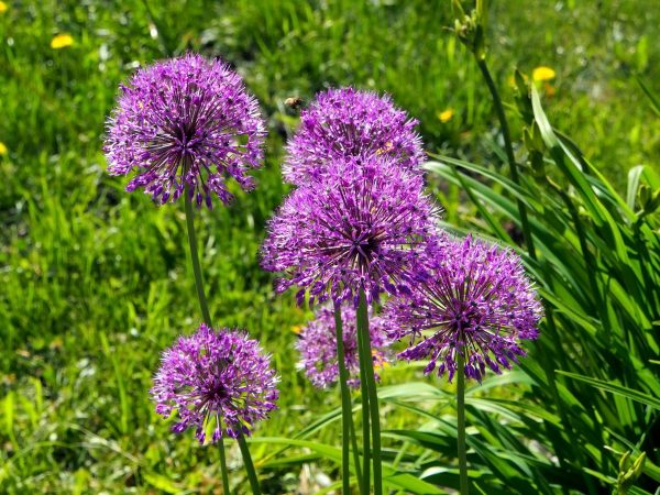 Bio Allium 'Purpe Sensation'