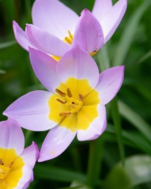 Bio Tulipa bakeri 'Lilac Wonder'