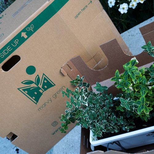Gevulde Balkonbak Marvy Green