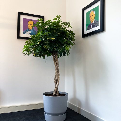Schefflera Aboricola Gold Capella