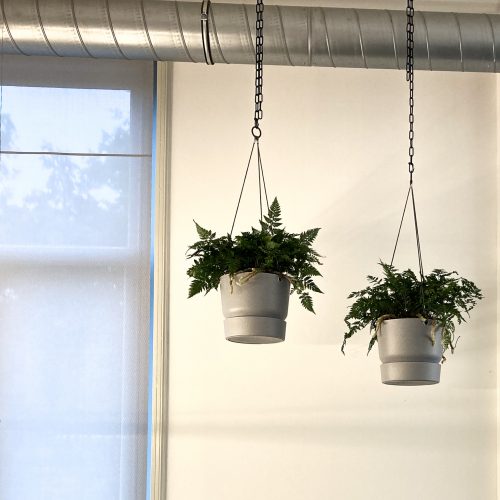 Humata Tyermanii