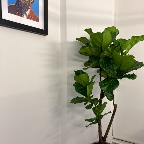Ficus Lyrata