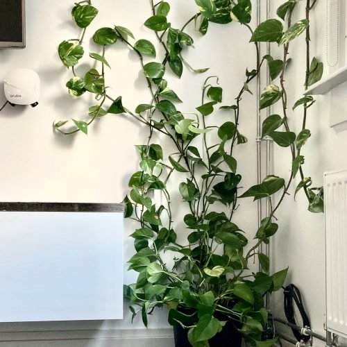 Epipremnum Aureum