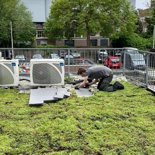 Aanleginstructies lichtgewicht sedumdak Marvy Green